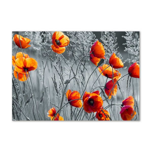 Print on acrylic Field poppies