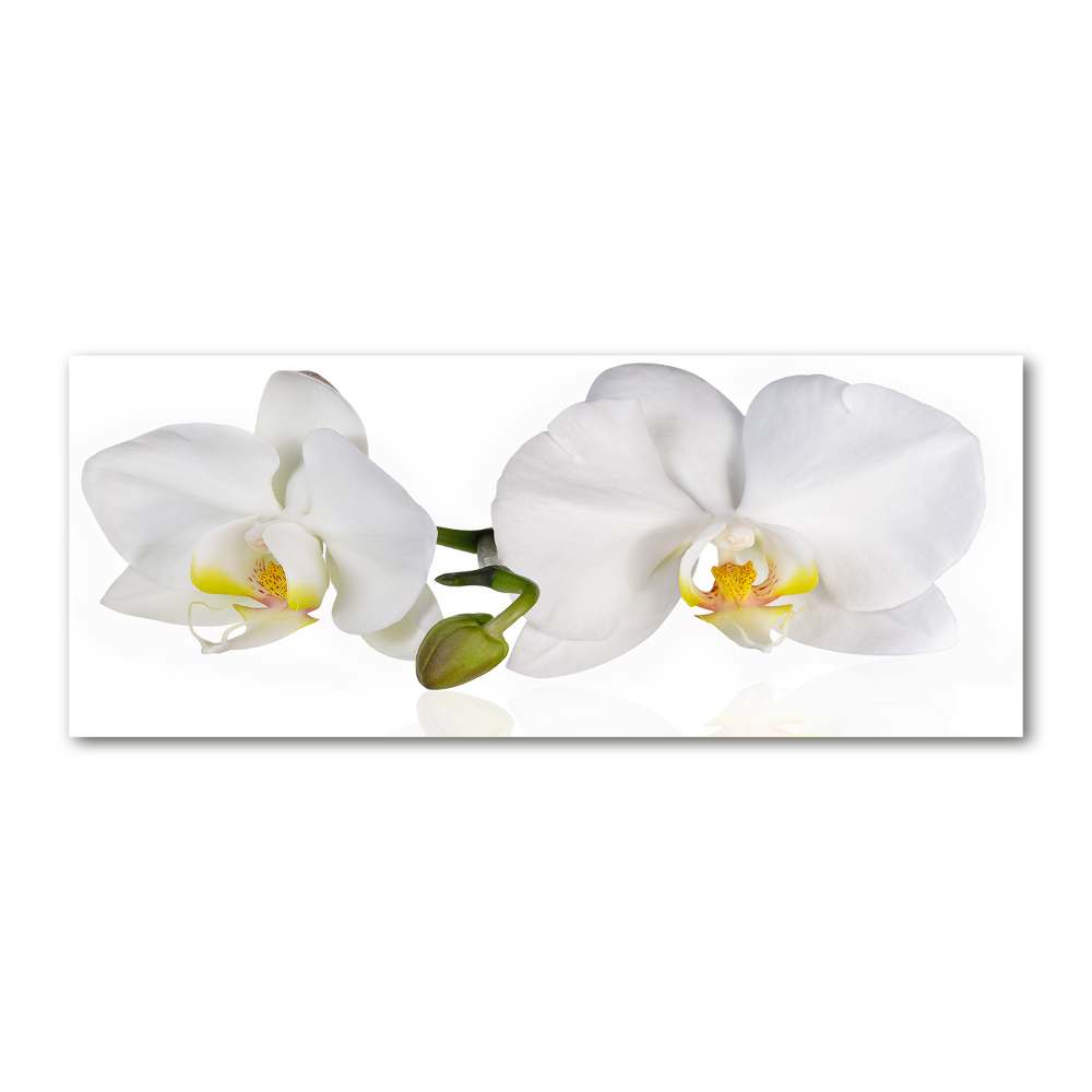 Acrylic wall art Orchid