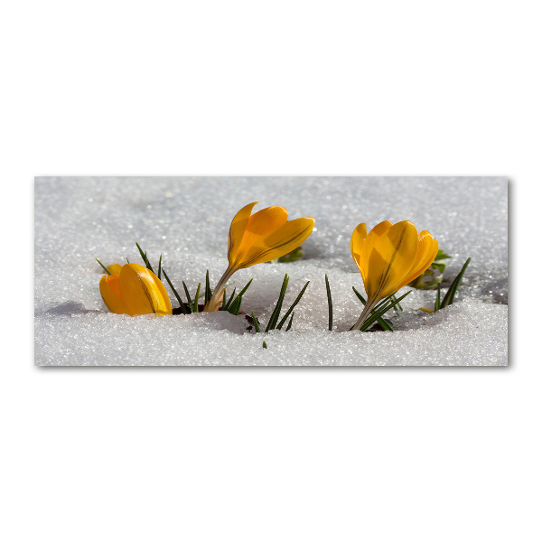 Acrylic wall art Crocuses in the snow