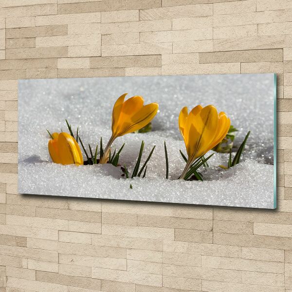 Acrylic wall art Crocuses in the snow