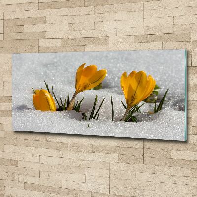 Acrylic wall art Crocuses in the snow