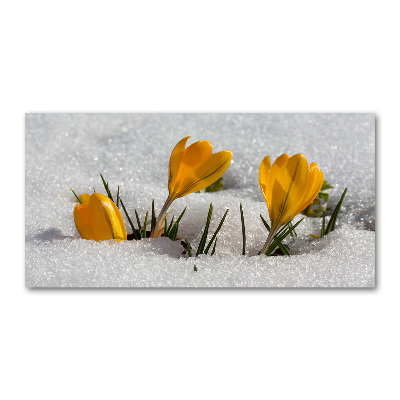 Acrylic wall art Crocuses in the snow