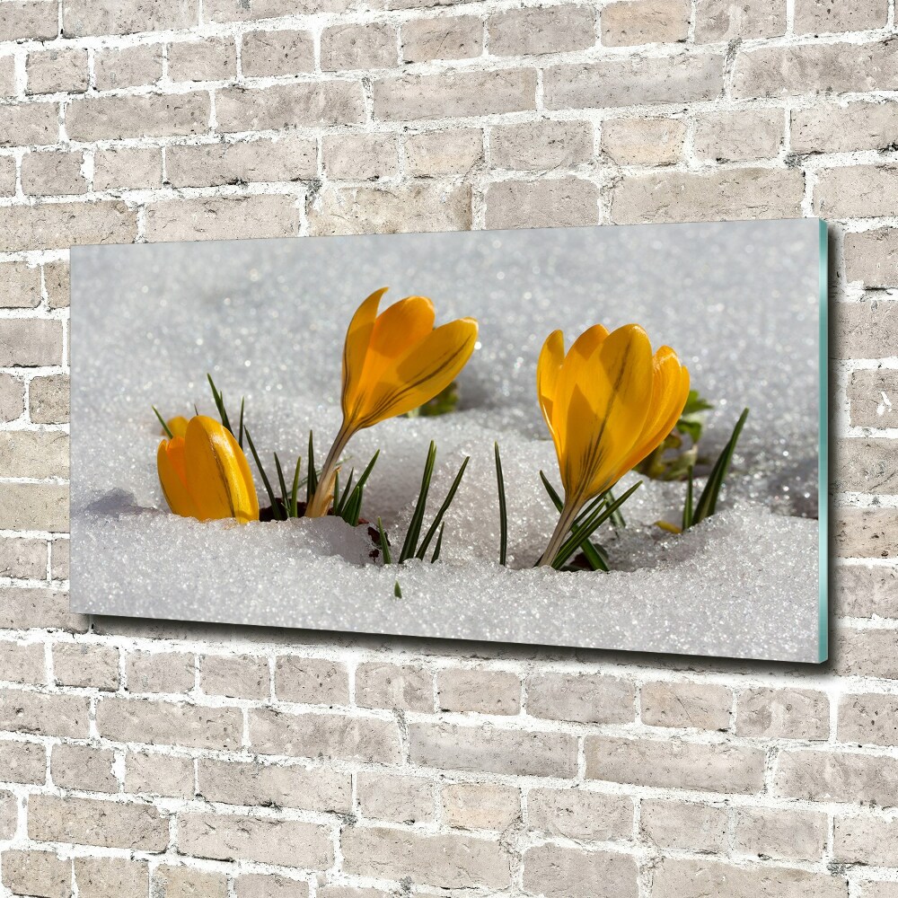 Acrylic wall art Crocuses in the snow