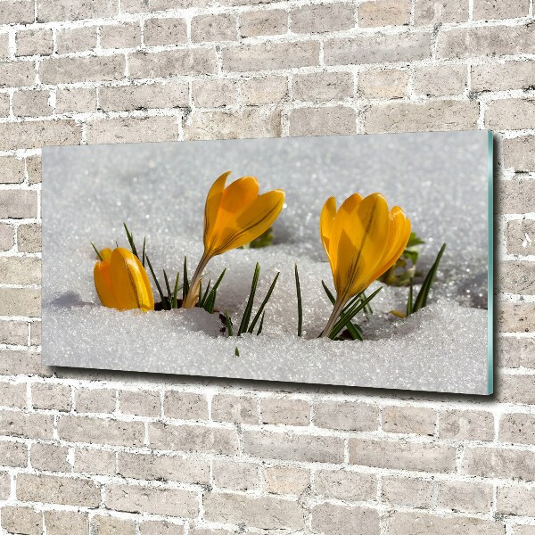 Acrylic wall art Crocuses in the snow