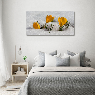 Acrylic wall art Crocuses in the snow