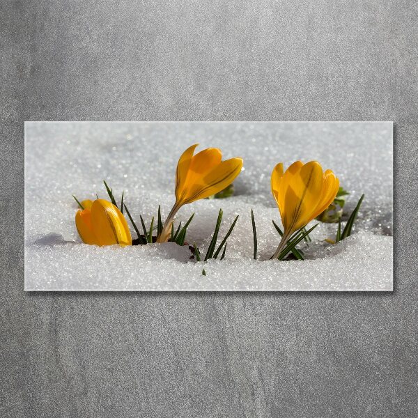 Acrylic wall art Crocuses in the snow