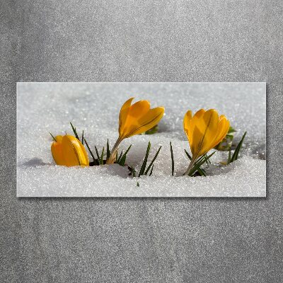 Acrylic wall art Crocuses in the snow