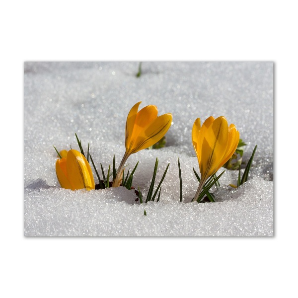 Acrylic wall art Crocuses in the snow