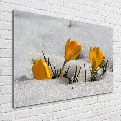 Acrylic wall art Crocuses in the snow