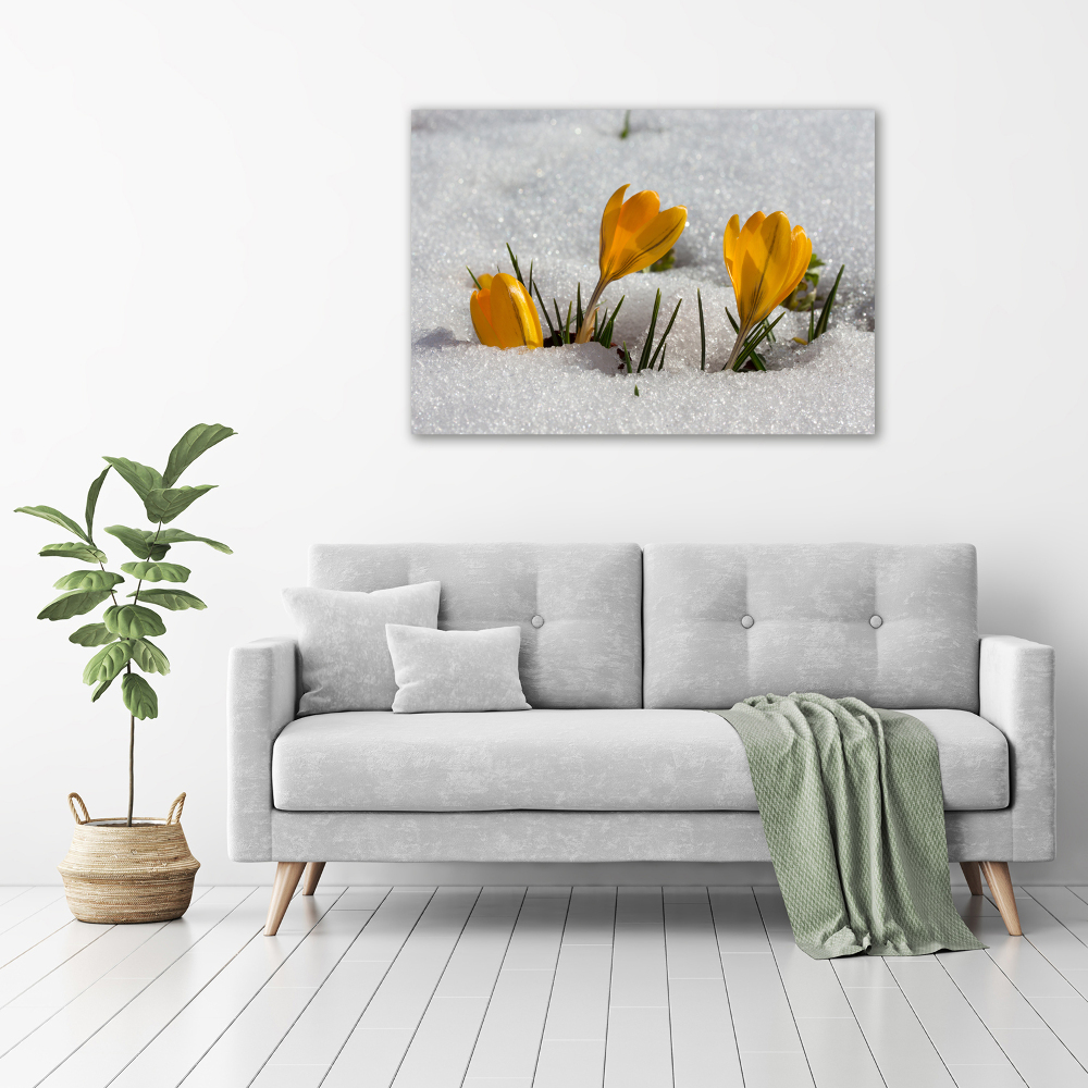 Acrylic wall art Crocuses in the snow