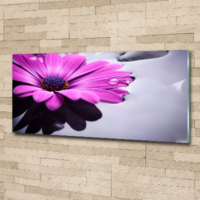 Acrylic wall art Gerber