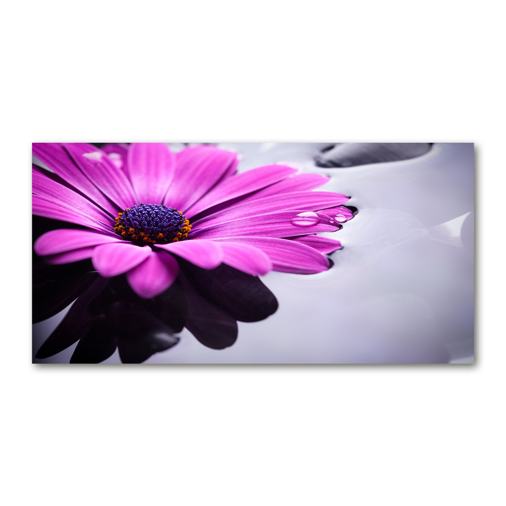 Acrylic wall art Gerber