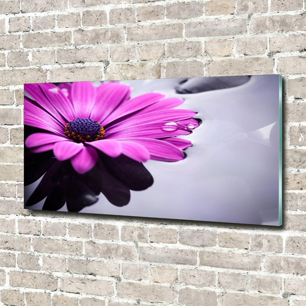 Acrylic wall art Gerber