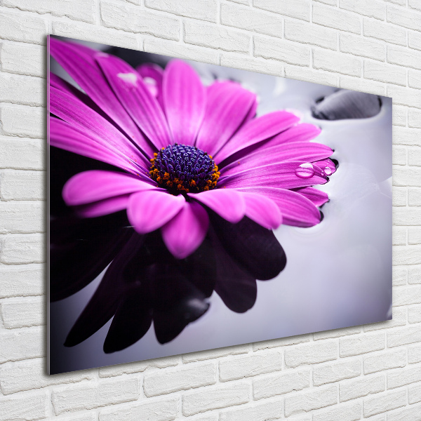 Acrylic wall art Gerber