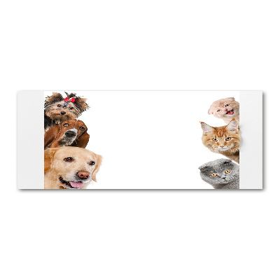 Acrylic wall art Dogs and cats