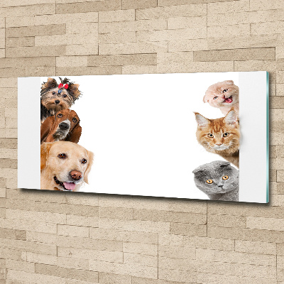 Acrylic wall art Dogs and cats