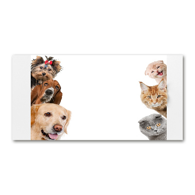 Acrylic wall art Dogs and cats