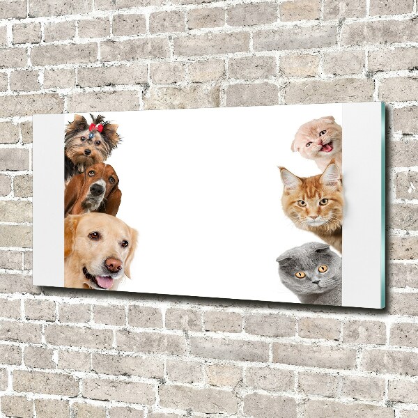 Acrylic wall art Dogs and cats