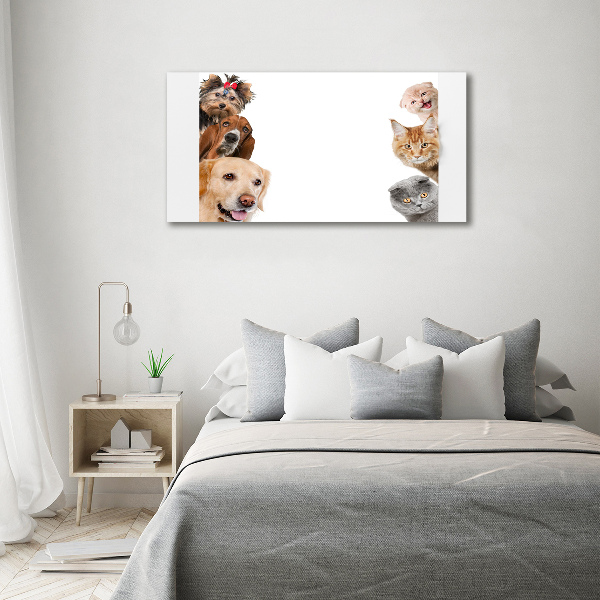 Acrylic wall art Dogs and cats