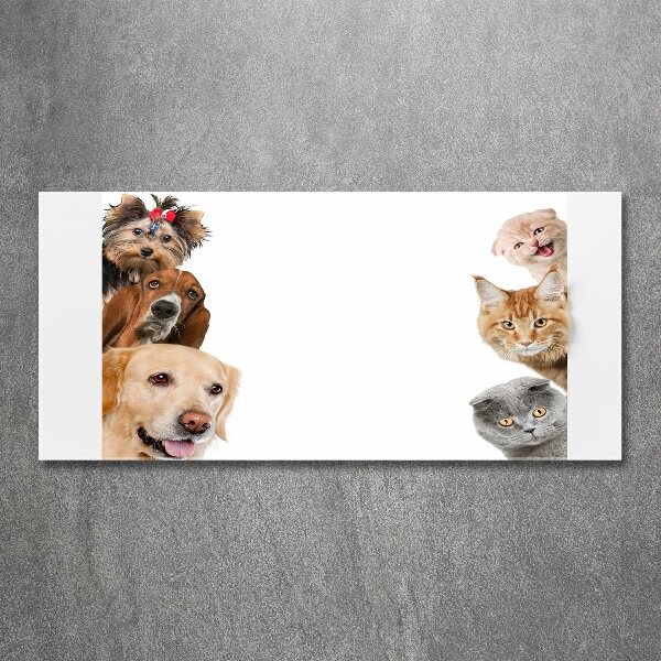 Acrylic wall art Dogs and cats