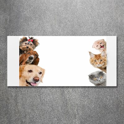 Acrylic wall art Dogs and cats