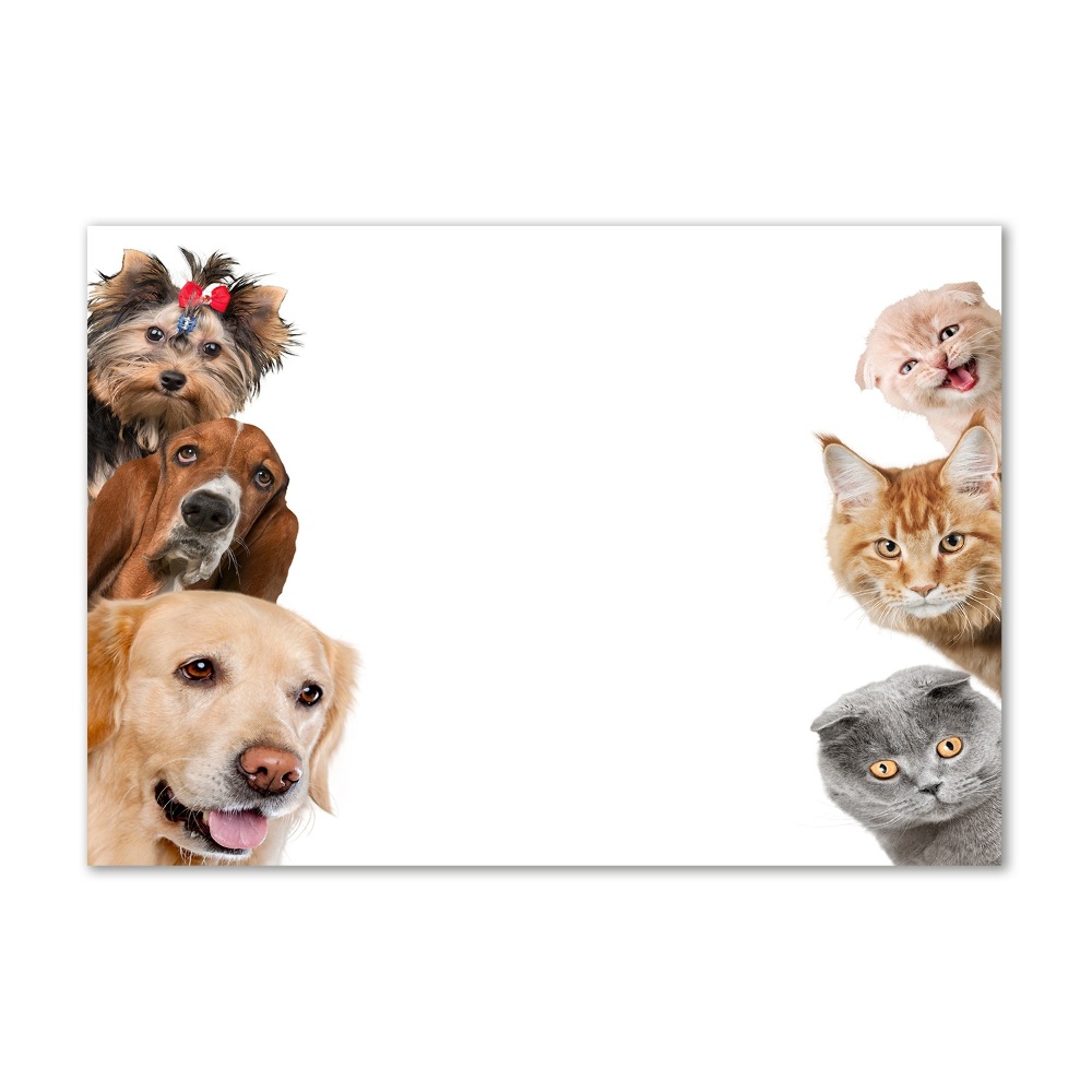 Acrylic wall art Dogs and cats