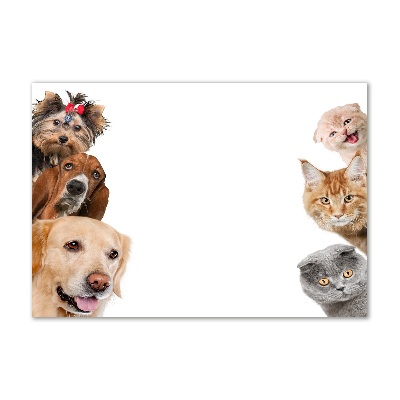 Acrylic wall art Dogs and cats