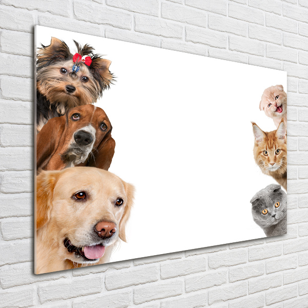 Acrylic wall art Dogs and cats