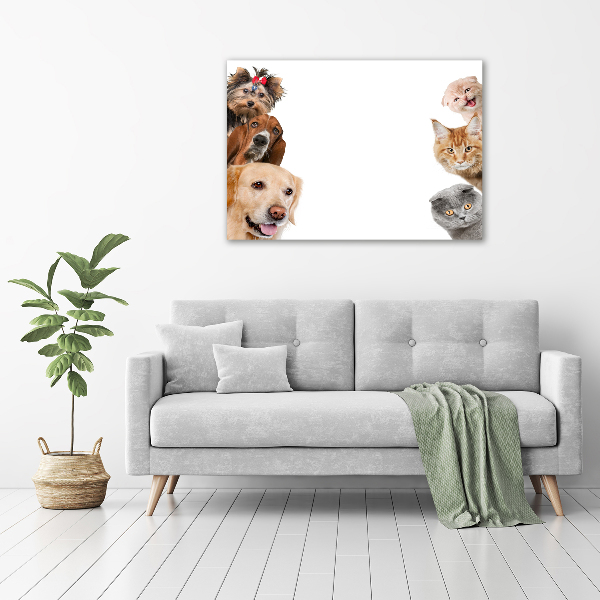 Acrylic wall art Dogs and cats