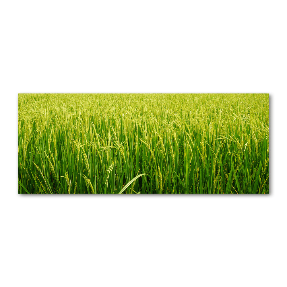 Print on acrylic Rice field