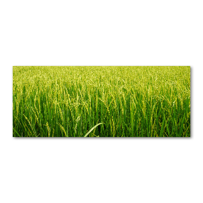 Print on acrylic Rice field