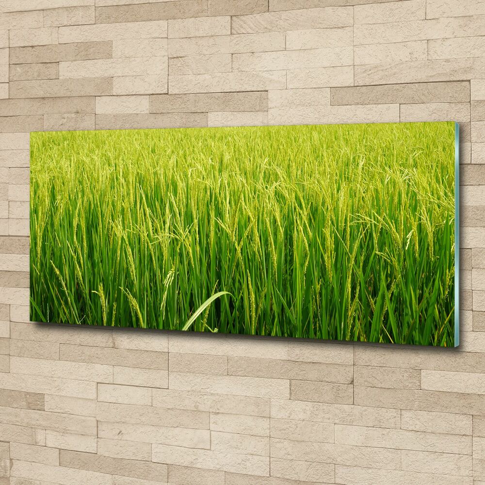 Print on acrylic Rice field