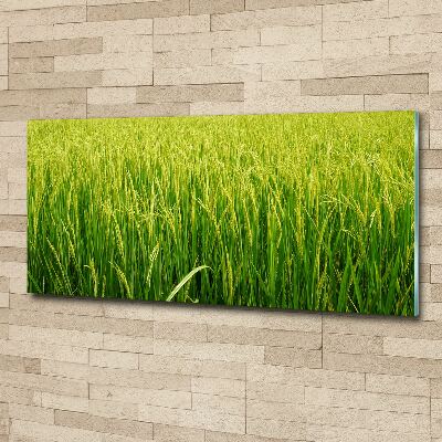 Print on acrylic Rice field