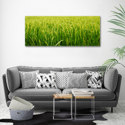 Print on acrylic Rice field