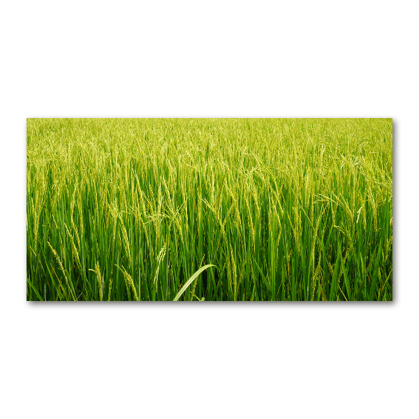 Print on acrylic Rice field