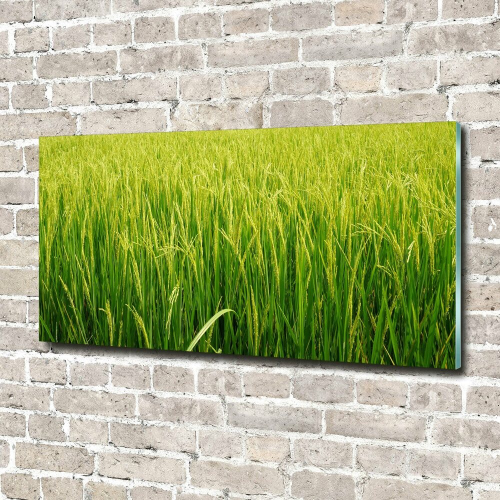 Print on acrylic Rice field