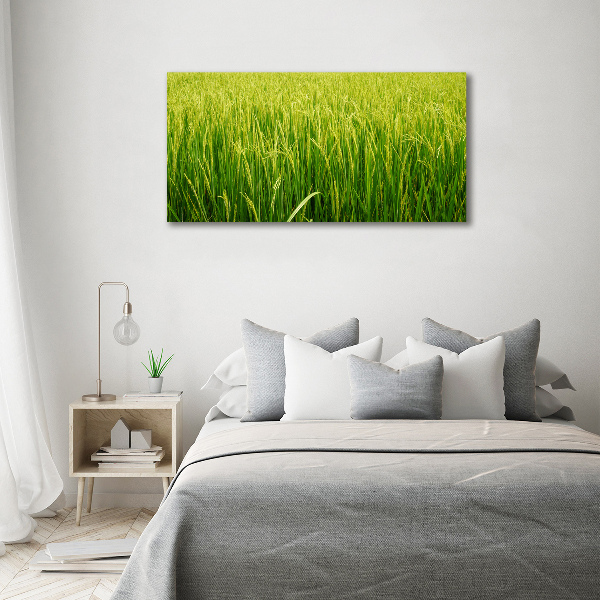 Print on acrylic Rice field