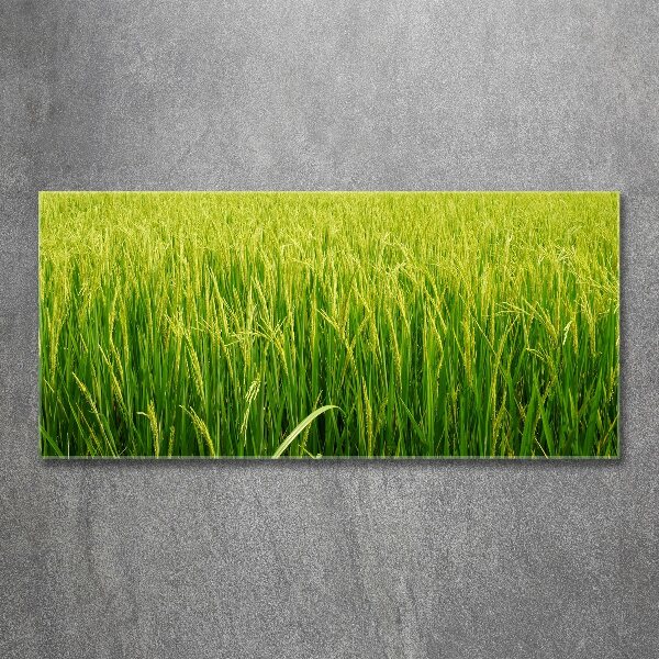 Print on acrylic Rice field