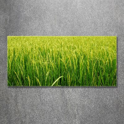 Print on acrylic Rice field