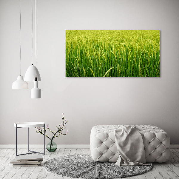 Print on acrylic Rice field