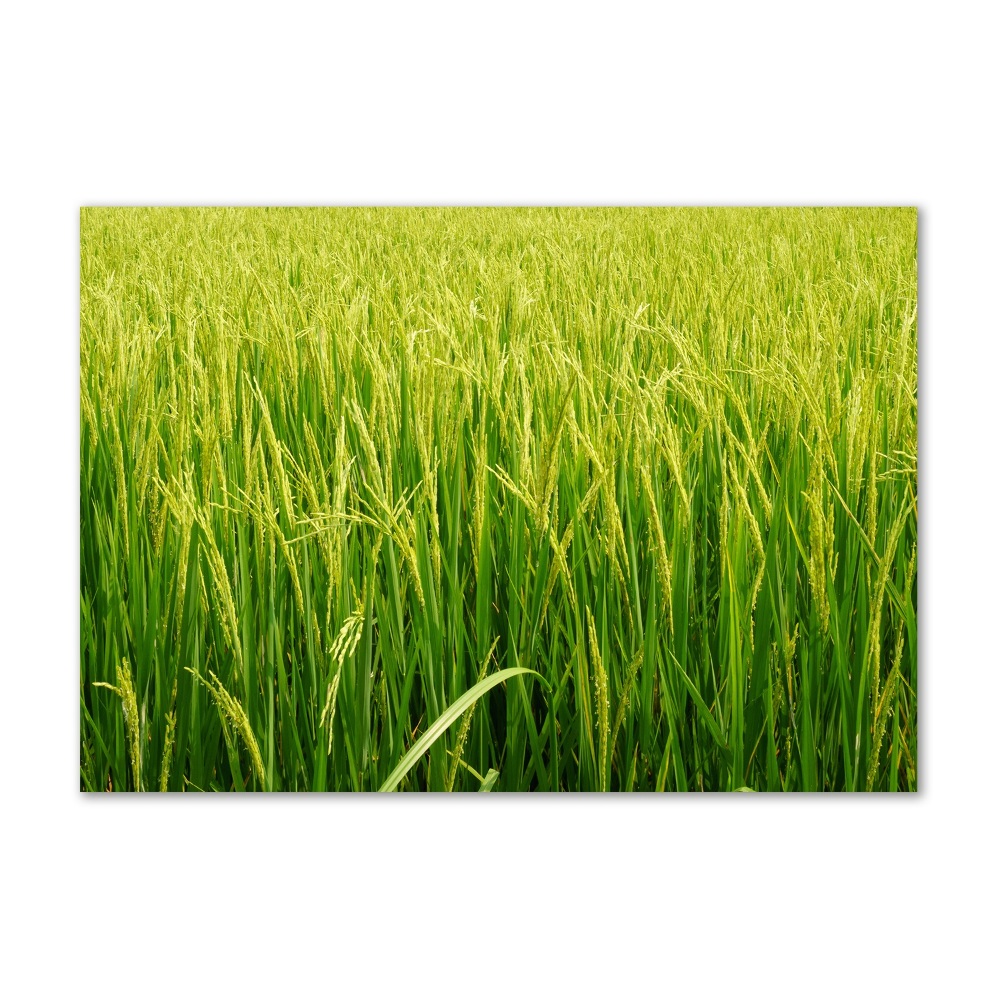 Print on acrylic Rice field