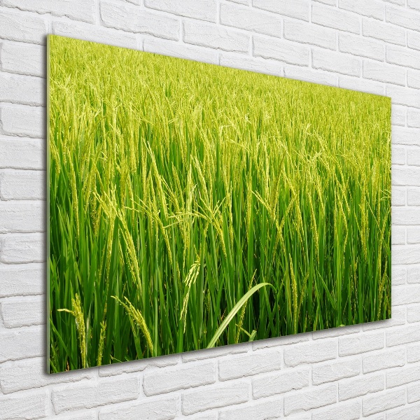 Print on acrylic Rice field