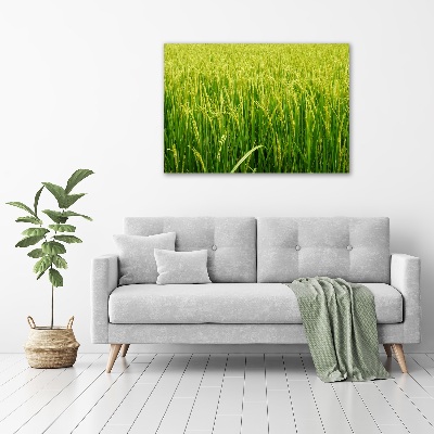 Print on acrylic Rice field