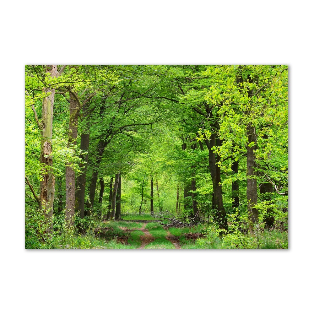 Acrylic wall art Spring forest