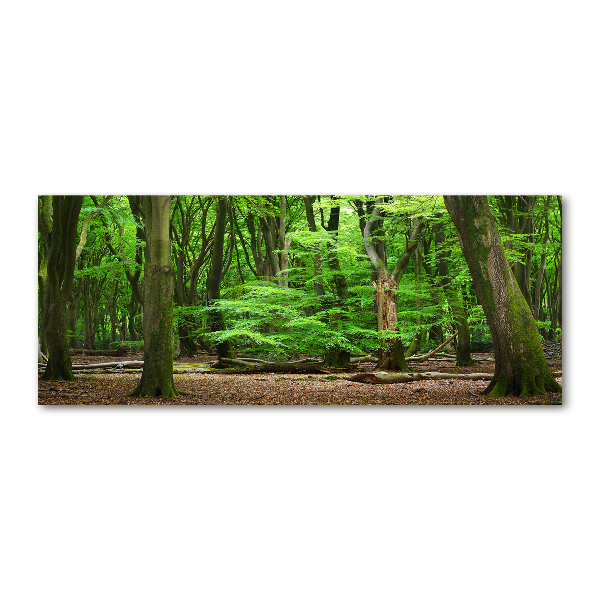 Wall art acrylic Dutch forest