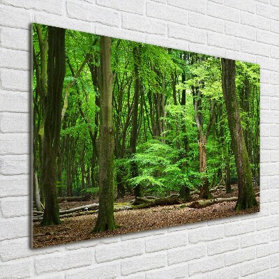 Wall art acrylic Dutch forest