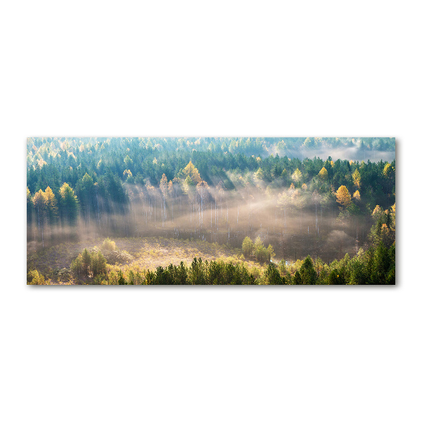 Acrylic wall art Fog in the forest