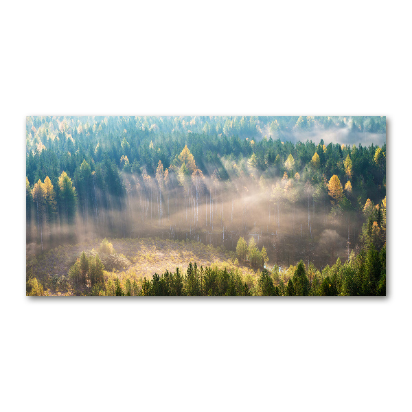 Acrylic wall art Fog in the forest