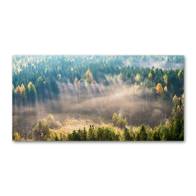 Acrylic wall art Fog in the forest