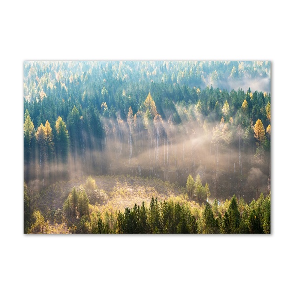 Acrylic wall art Fog in the forest